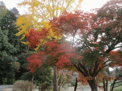 クリックで画像が拡大できます *